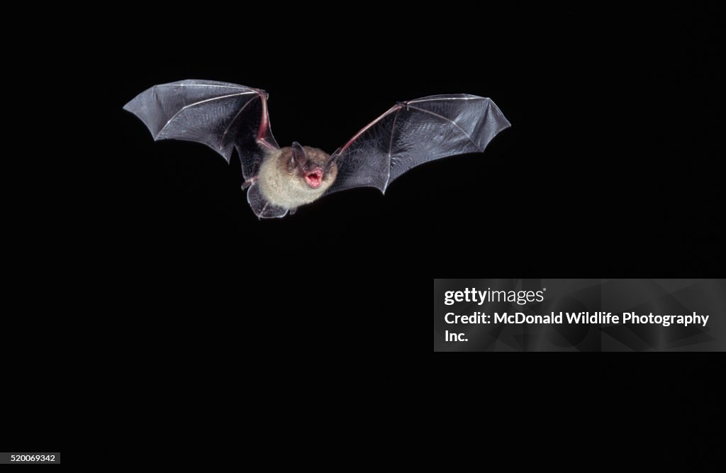 Little Brown Bat in Flight