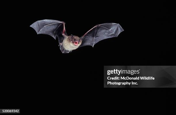 little brown bat in flight - kleine bruine vleermuis stockfoto's en -beelden