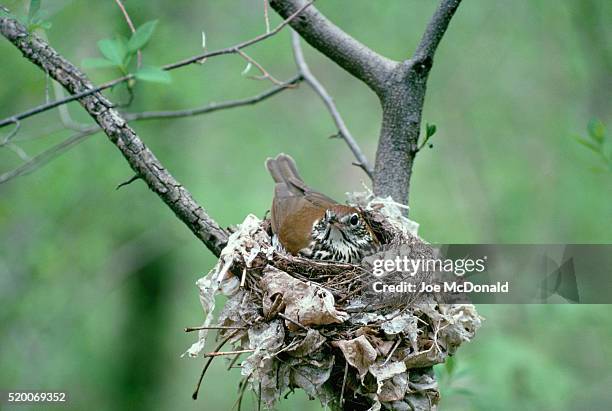 female wood thrush on eggs in nest - delaware water gap stock pictures, royalty-free photos & images