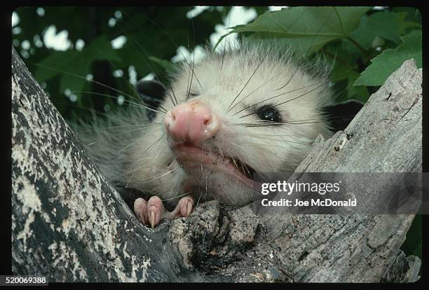 virginia opossum in tree - opossum stockfoto's en -beelden