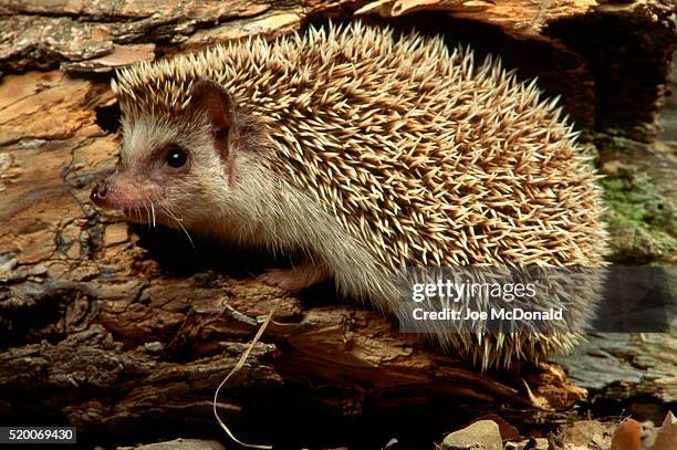 african hedgehog - atelerix albiventris stock pictures, royalty-free photos & images