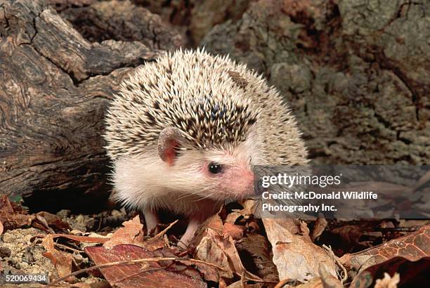 african hedgehog - atelerix albiventris - fotografias e filmes do acervo