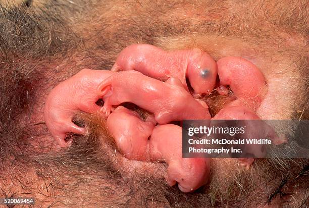 virginia opossums nurse in pouch - opossum stockfoto's en -beelden