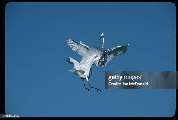 great egrets fighting in flight - fight or flight stock pictures, royalty-free photos & images