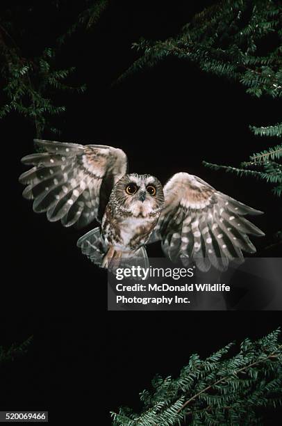 saw whet owl in flight - sägekauz stock-fotos und bilder