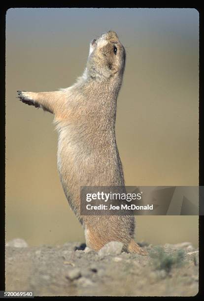 alarmed black-tailed prairie dog - präriehund stock-fotos und bilder