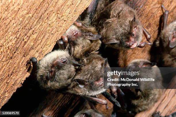 colony of little brown bats in church ceiling - petite-chauve-souris-brune photos et images de collection