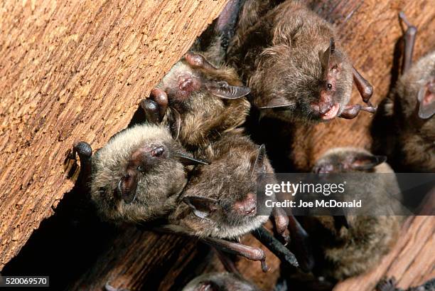 colony of little brown bats in church ceiling - fladdermus bildbanksfoton och bilder