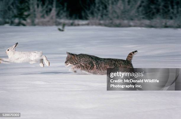 26 Bobcat Chasing Stock Photos, High-Res Pictures, and Images - Getty ...