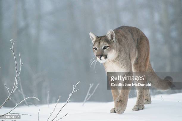 mountain lion walking in the snow - mountain lion stock pictures, royalty-free photos & images