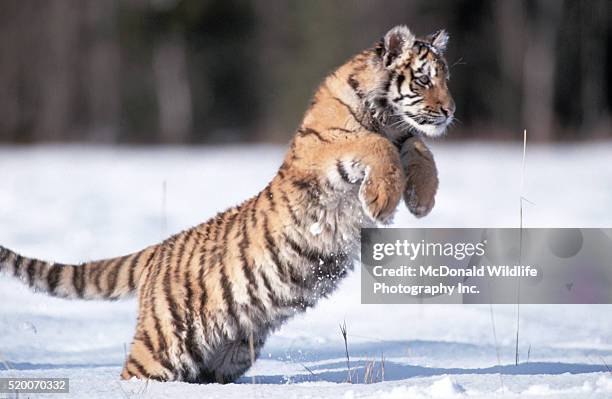 siberian tiger pouncing in snow - tigre siberiano fotografías e imágenes de stock