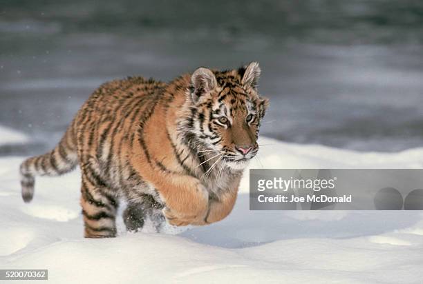 siberian tiger running in snow - tiger running stock pictures, royalty-free photos & images