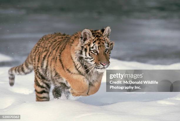 siberian tiger running in snow - tiger running imagens e fotografias de stock