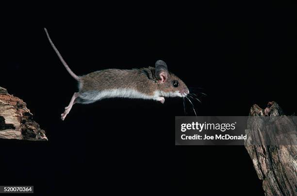 white-footed mouse jumping from branch to branch - topo dalle zampe bianche foto e immagini stock