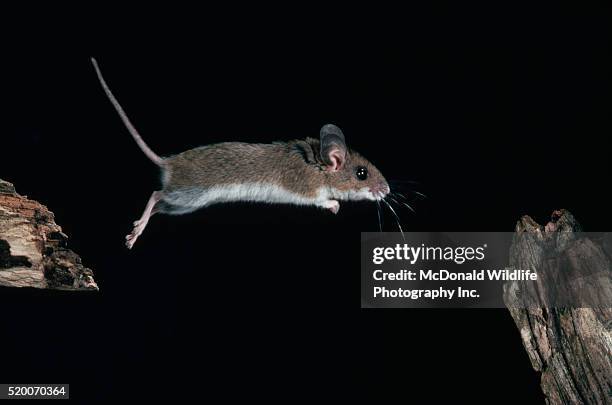 white-footed mouse jumping from branch to branch - white footed mouse stockfoto's en -beelden