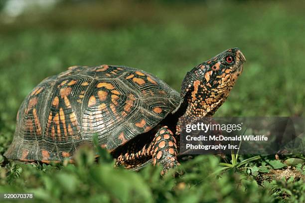 eastern box turtle in the grass - doosschildpad stockfoto's en -beelden