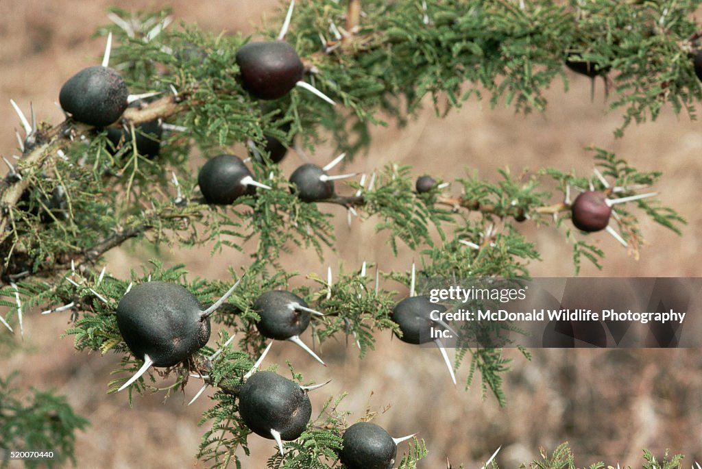 Ant Galls on Whistling Acacia