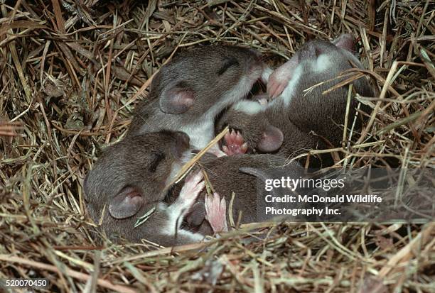 ten-day-old deer mice in nest - animal joven fotografías e imágenes de stock