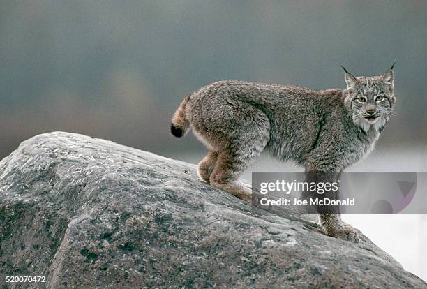 lynx crouching on rock - canadian lynx fotografías e imágenes de stock