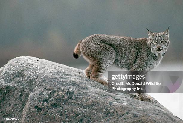 lynx crouching on rock - lynx du canada photos et images de collection