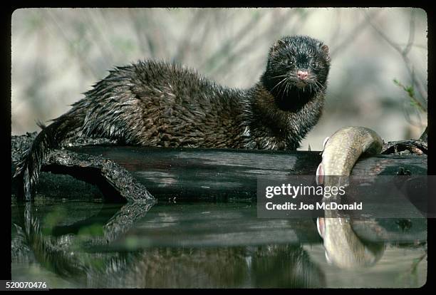 american mink eating trout - mustela vison stock pictures, royalty-free photos & images