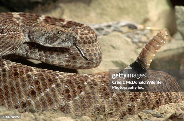 western diamondback rattlesnake - klapperschlange stock-fotos und bilder