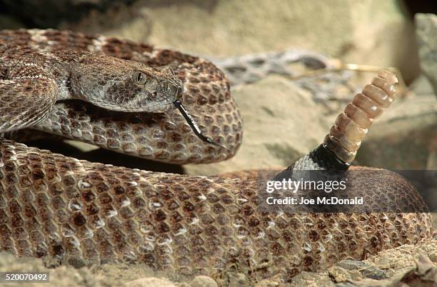 western diamondback rattlesnake - rattlesnake stock pictures, royalty-free photos & images