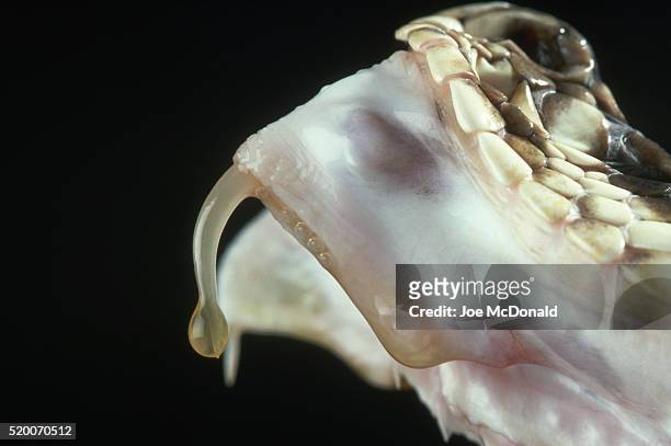 venom on the fang of a diamondback rattlesnake - hoektand stockfoto's en -beelden