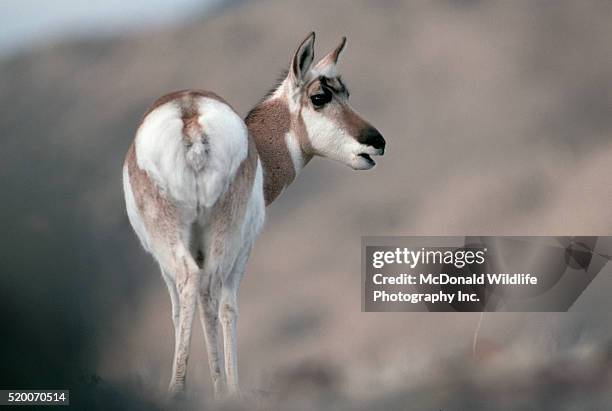 pronghorn looking sideways - pronghorn stock pictures, royalty-free photos & images