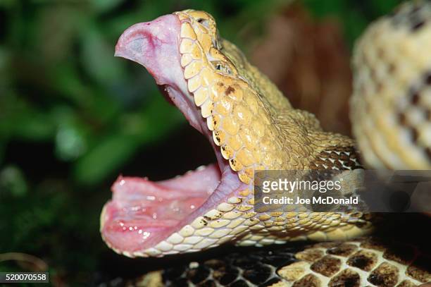 timber rattlesnake stretching its fangs - rattlesnake stock pictures, royalty-free photos & images