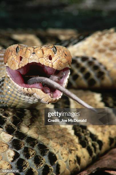 timber rattlesnake eating a deer mouse - topo dalle zampe bianche foto e immagini stock