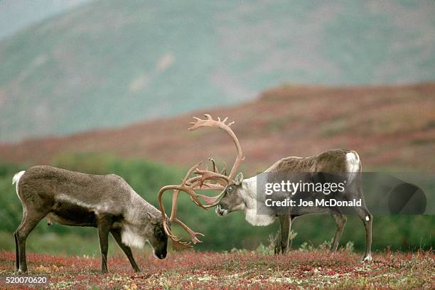 barren ground caribou bulls fighting - bull butting stock pictures, royalty-free photos & images