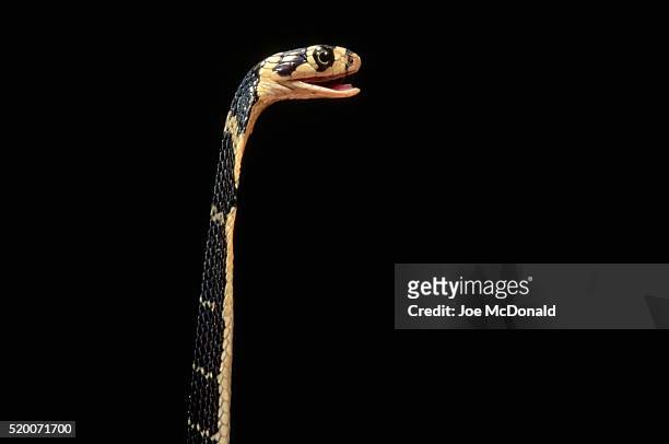 juvenile king cobra - cobra reale foto e immagini stock