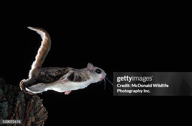 southern flying squirrel in flight - flying squirrel stock pictures, royalty-free photos & images