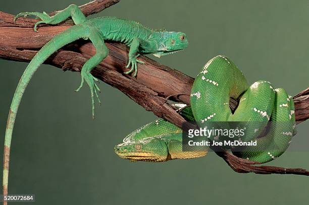 emerald tree boa and green iguana on a branch - green iguana stockfoto's en -beelden