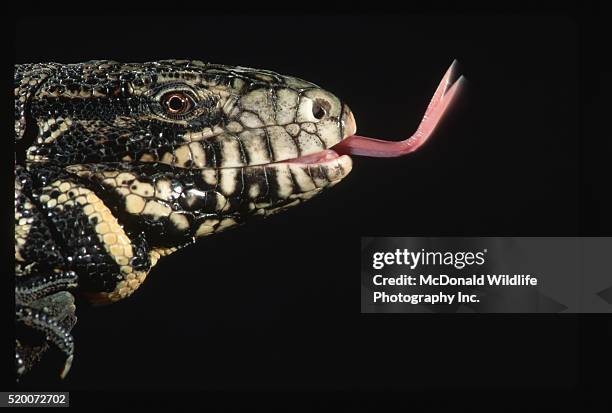 Tegu Photos and Premium High Res Pictures - Getty Images