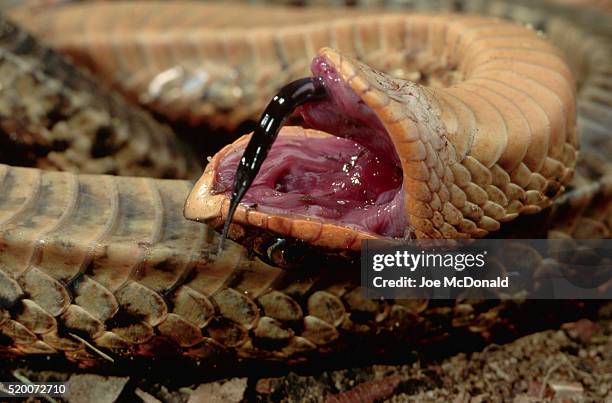 eastern hognose snake playing dead - playing dead stock pictures, royalty-free photos & images