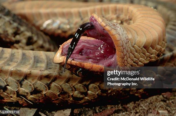 eastern hognose snake playing dead - playing dead stock pictures, royalty-free photos & images