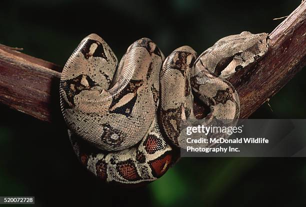 boa constrictor wrapped around a tree branch - tree boa stock pictures, royalty-free photos & images