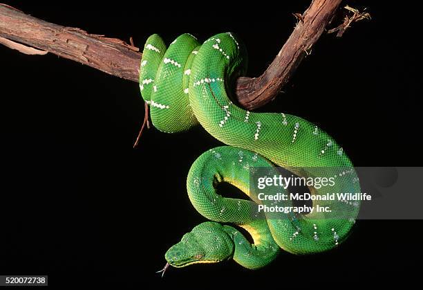 emerald tree boa on a branch - boa stockfoto's en -beelden