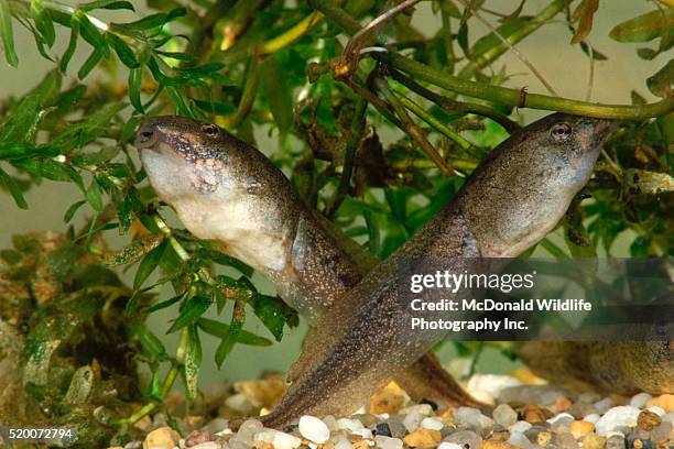 tadpole bullfrogs swimming underwater - bullfrog stock pictures, royalty-free photos & images