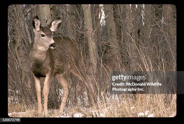 mule deer doe among winter brush - mule deer 個照片及圖片檔