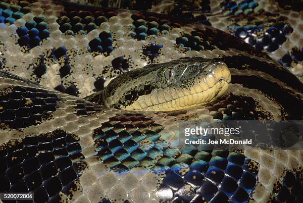 close view of the head of an anaconda - anaconda snake stock pictures, royalty-free photos & images