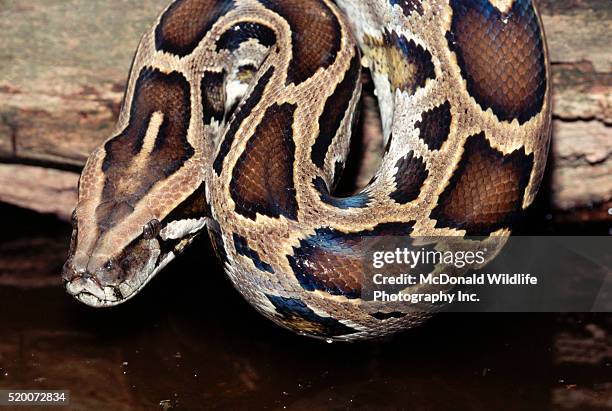 Tijger Python 492 Tijgerpython Stockfoto’s, afbeeldingen met hoge resolutie en ...