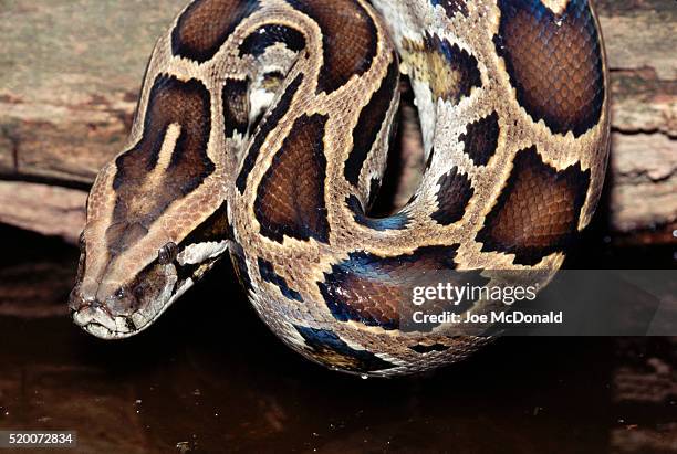 head of a burmese python - python molurus bivittatus stock pictures, royalty-free photos & images