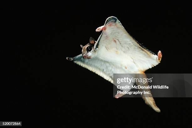 southern flying squirrel in flight - flying squirrel stock pictures, royalty-free photos & images