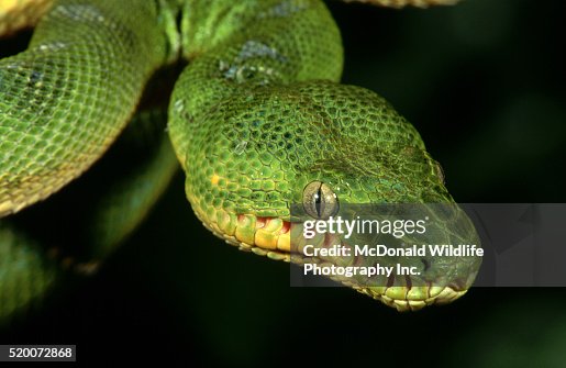 Head of a Emerald Tree Boa Head of a Emerald Tree Boa