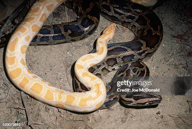 normal and albino burmese pythons - indian python stock pictures, royalty-free photos & images