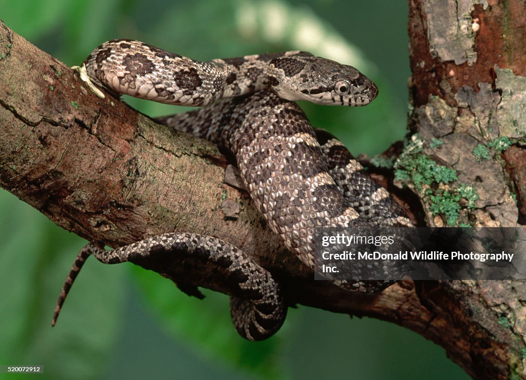 Juvenile Black Rat Snake