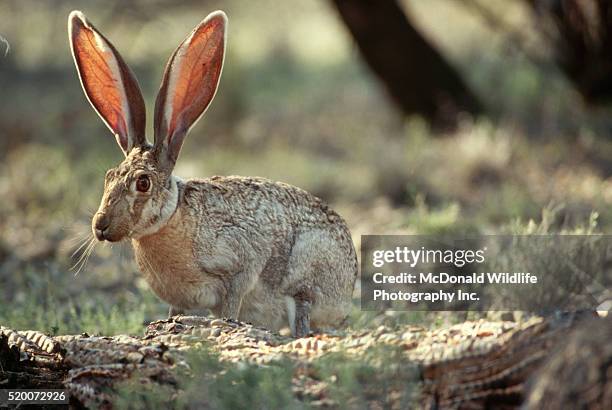 black-tailed jack rabbit - jack rabbit stock pictures, royalty-free photos & images